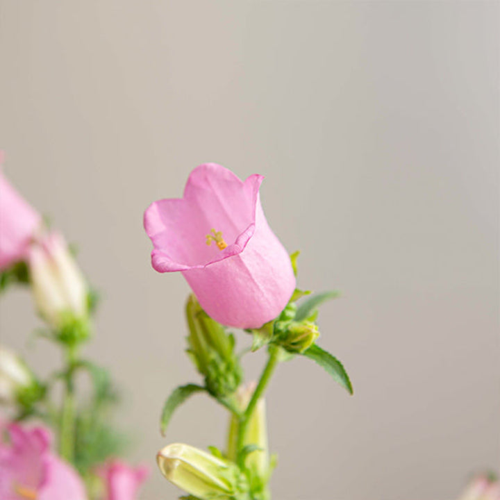 Pink Campanula flower stems from Fresh Flower Holland, showcasing 10 vibrant, delicate blooms in a natural arrangement.