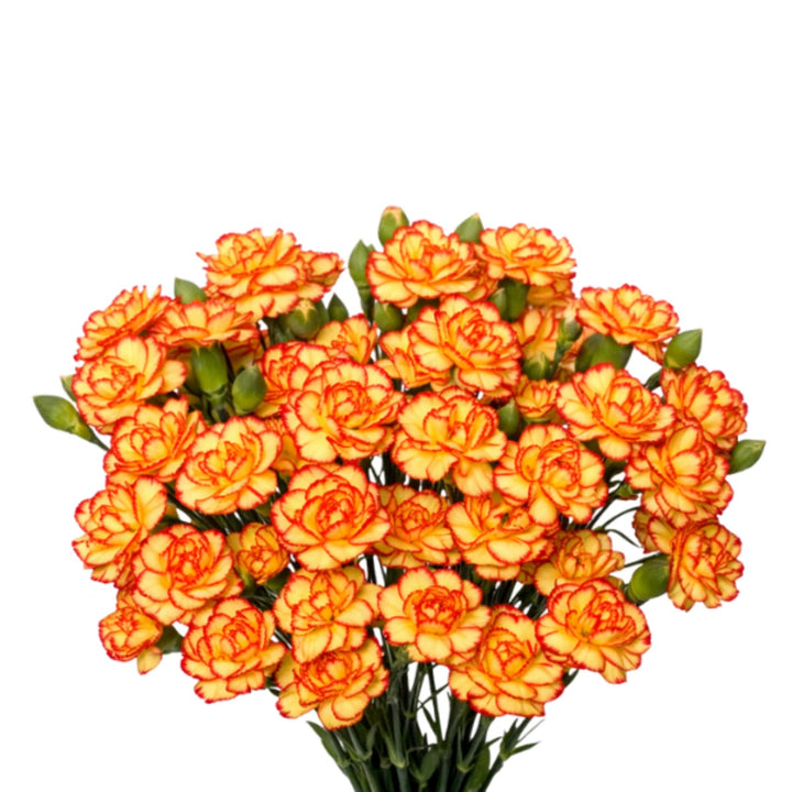Orange Bio Color Carnation baby flowers by Black Tulip, 10 stems, fresh floral arrangement with vibrant orange blooms.