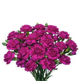 Carnation baby, Purple, 10 stems