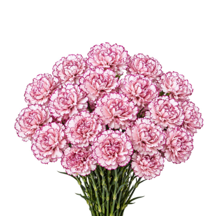 Bouquet of 19 Bio Color carnations from Damascus, arranged by SQ Flora Kenya, showcasing vibrant flower stems.