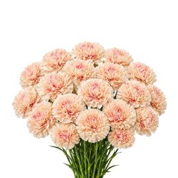 Carnations Apple Tea -Peach 19 stems