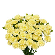 Yellow carnations baby flowers with 10 stems from Black Tulip, showcasing fresh, vibrant blooms in a natural arrangement.