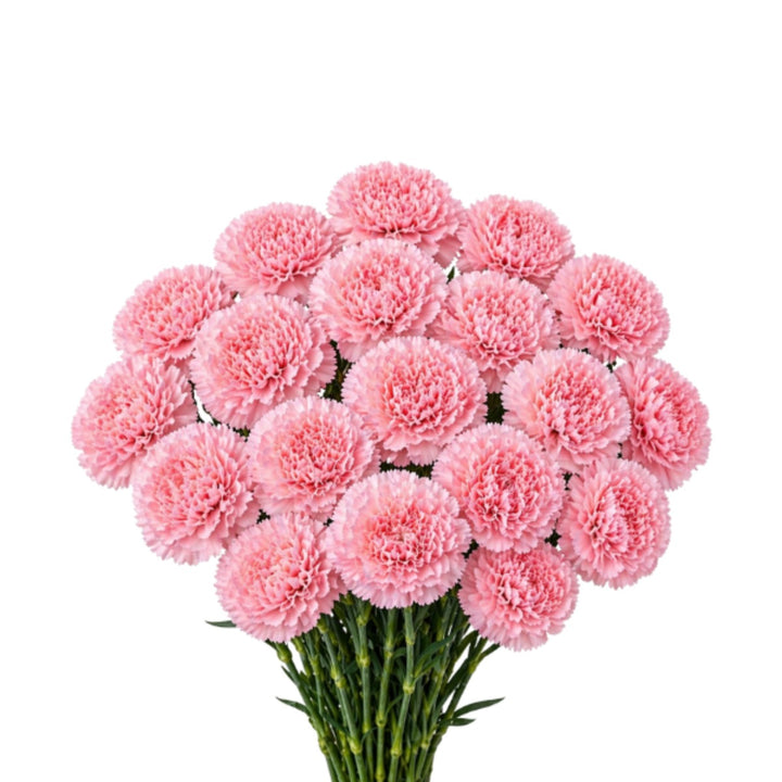 Bouquet of 19 Jodie-Pink carnations from SQ Flora Kenya arranged in a clear vase, showcasing vibrant pink flower stems.
