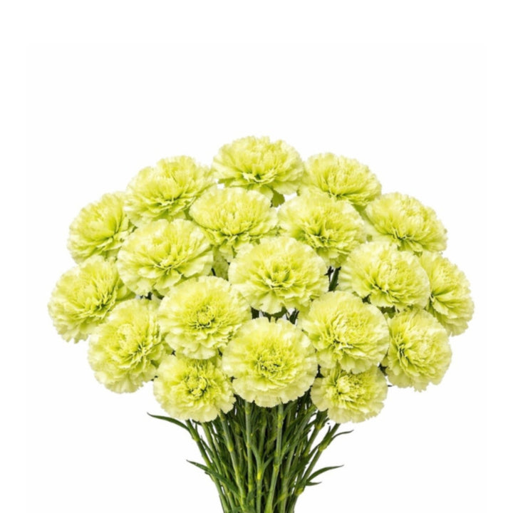 Bouquet of 19 green carnations arranged by SQ Flora Kenya, showcasing vibrant green flowers on stems.