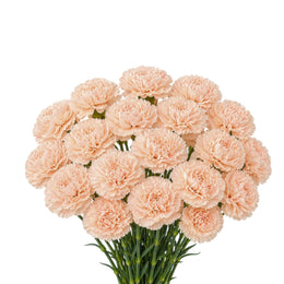 Carnations,Novia, 19 Stems