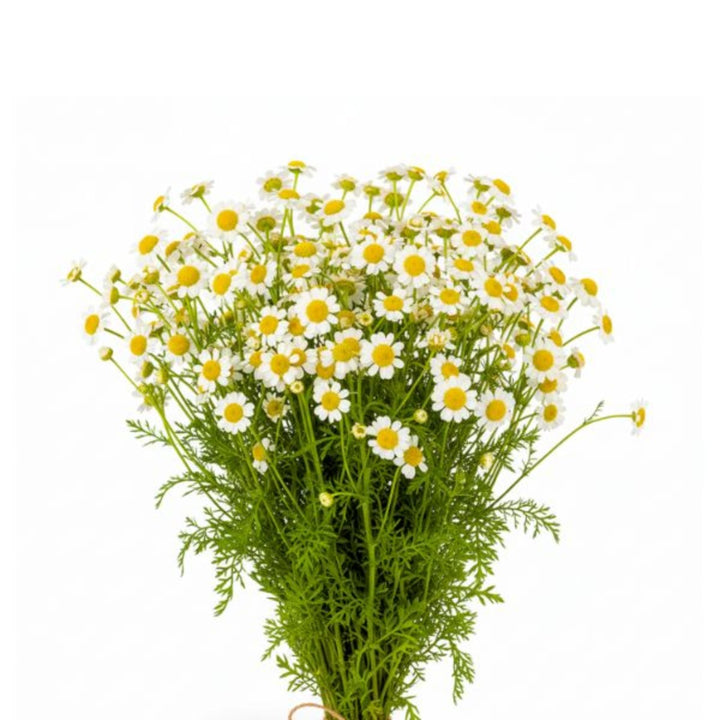 Fresh Flower Holland chamomile flower stems with delicate white blooms and green foliage, perfect for floral arrangements.