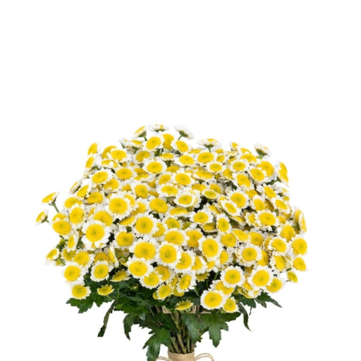 Bright yellow Santini Chrysanthemums flower bouquet with 10 stems from SQ Flora Kenya, showcasing vibrant blooms and fresh floral arrangement.