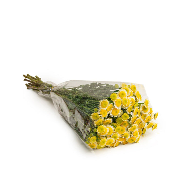 Bouquet of 10 Santini Sun Up chrysanthemums from SQ Flora Kenya, vibrant yellow flowers with green stems.