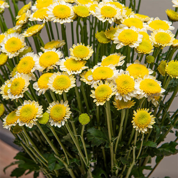 Bright yellow Santini Chrysanthemums flower bouquet with 10 stems from SQ Flora Kenya, showcasing vibrant blooms and green foliage.