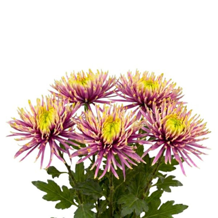 Decorative Chrysanthemums from SQ Flora Kenya, 5-stem bouquet of vibrant, fresh flowers for floral arrangements.