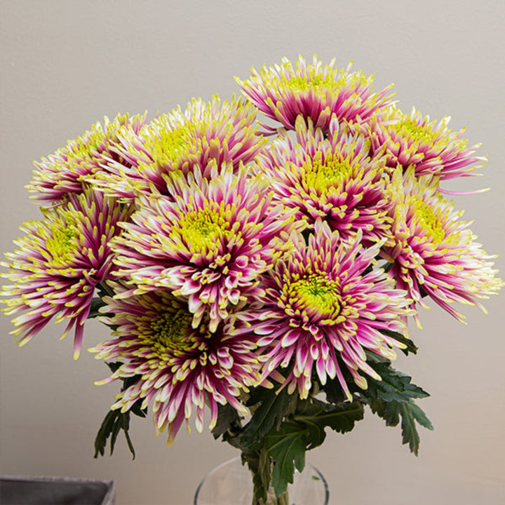 Bouquet of five Deco Baltazar chrysanthemums from SQ Flora Kenya, showcasing vibrant yellow and orange flower stems.