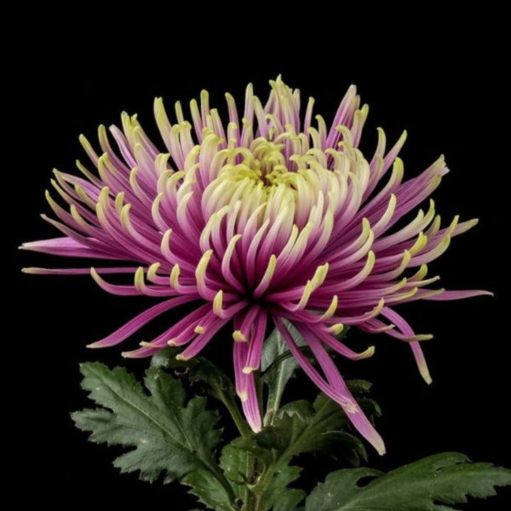 Bouquet of five Baltazar Chrysanthemums from SQ Flora Kenya, showcasing vibrant, decorative flower stems arranged naturally.