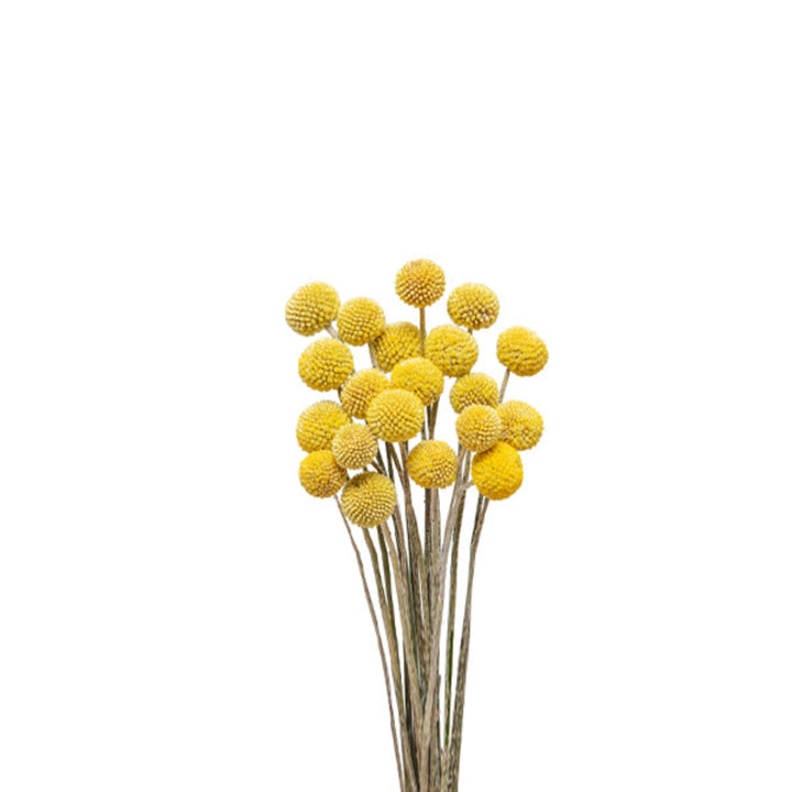 Yellow Craspedias flower stems from Black Tulip, showcasing vibrant blooms on 20 stems suitable for floral arrangements.