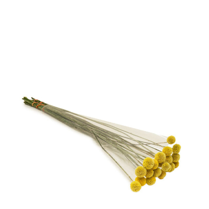 Yellow Craspedias flower stems from Black Tulip, shown in a natural arrangement of 20 stems for floral decoration.