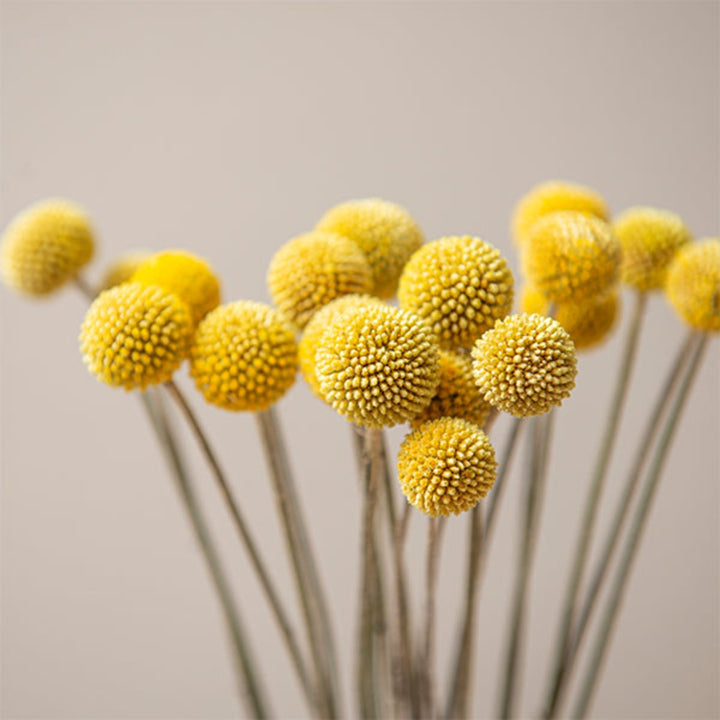 Yellow Craspedias flower stems by Black Tulip, showing vibrant yellow blooms arranged in a bunch of 20 stems.