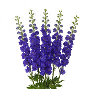 Blue Star Delphiniums flower stems from Vegpro Kenya with five vibrant blue blooms, fresh and ready for decoration or bouquet.