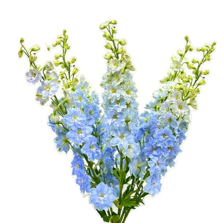 Blue Delphiniums, Boy variety, 5 stems of vibrant flowers from SQ Flora Kenya, arranged in a natural bouquet.