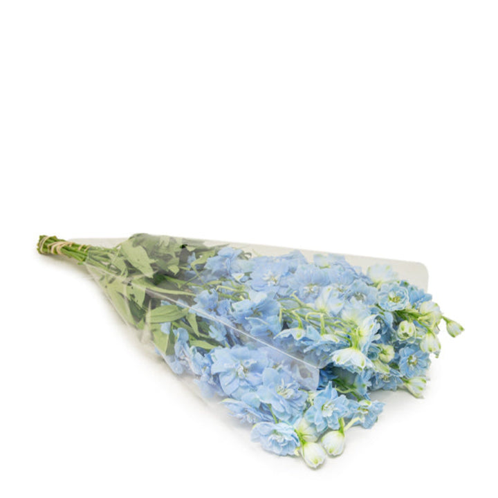 Blue Delphiniums flower stems from SQ Flora Kenya, showing vibrant blue blossoms on tall, leafy stems.
