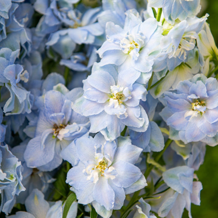 Blue Delphiniums flower bouquet with 5 stems from SQ Flora Kenya, showcasing tall, vibrant blue blooms on green stems.