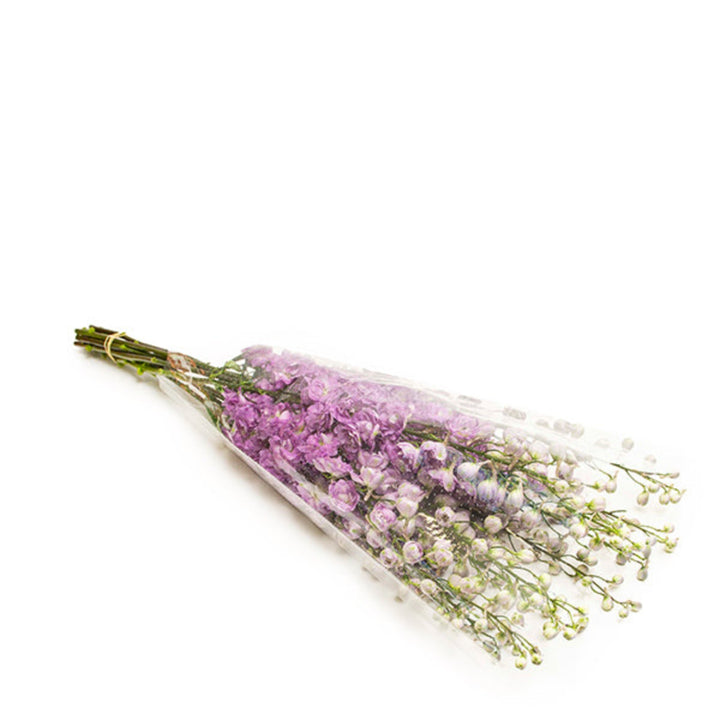 Light pink Delphiniums flower stems from SQ Flora Kenya, showcasing tall, vibrant blossoms on multiple stems.