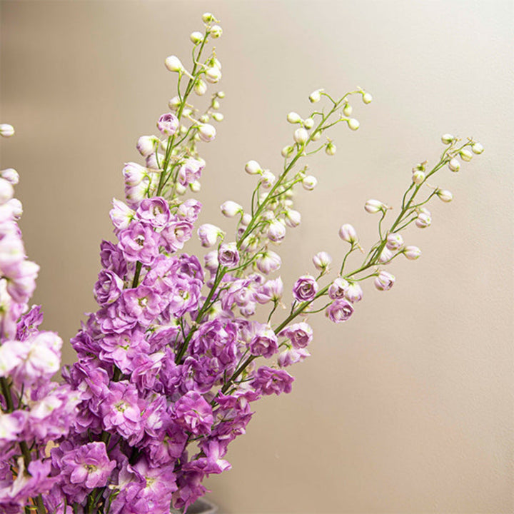 Light pink Delphiniums flower stems from SQ Flora Kenya, showcasing vibrant, tall blooms on multiple stems.