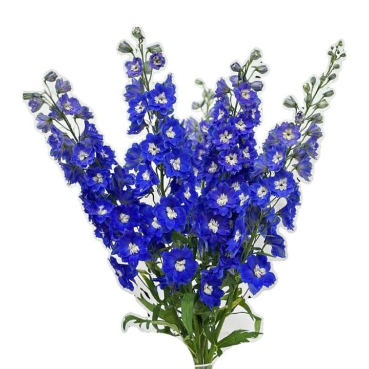 Navy blue Delphiniums flower stems from SQ Flora Kenya, showing five vibrant, tall flower stems with lush blooms.