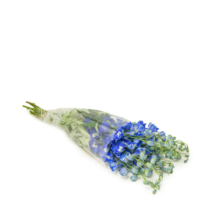 Navy blue delphinium flower stems from SQ Flora Kenya, showing vibrant blooms and green foliage on a white background.