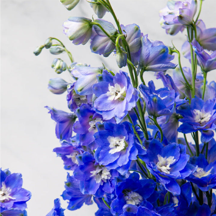 Navy blue Delphiniums flower stems from SQ Flora Kenya, showing five tall, vibrant flower stems with delicate blooms.