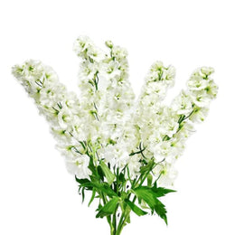 Delphiniums, Snow White 5 Stems