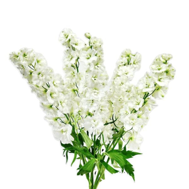 Snow White Delphiniums from SQ Flora Kenya, 5-stem floral bouquet with tall, elegant white flowers on green stems.