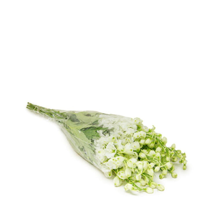 Fresh white Delphiniums from SQ Flora Kenya, 5 stems of elegant snow-white flowers arranged in a bouquet.