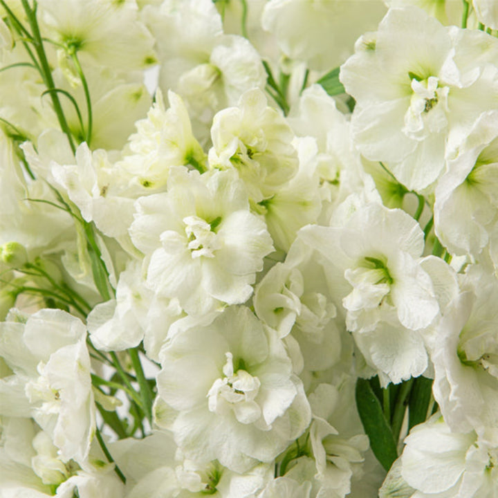 White Delphiniums flower stems from SQ Flora Kenya, showing five elegant snow white blooms with green foliage.