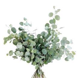 Eucalyptus, Polyanthemos, 10 Stems