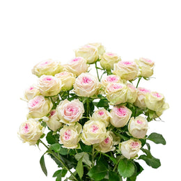 Garden Spray Rose, Gelato, 5 Stems