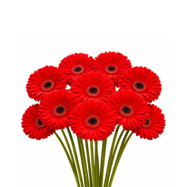 Fresh Flower Holland Gerbera Amlet flower bouquet with 10 vibrant stems, showcasing colorful blooms and green foliage.