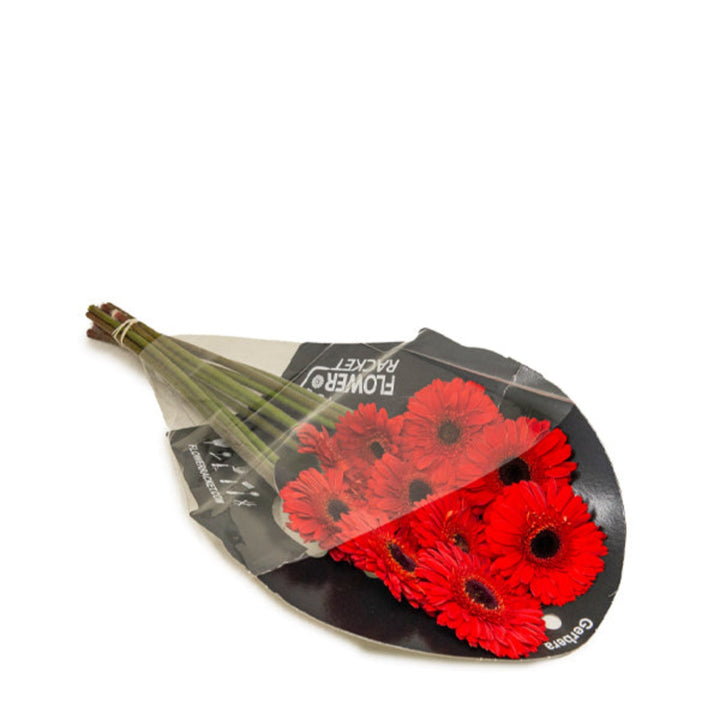 Fresh Flower Holland Amlet Gerbera flowers with 10 vibrant stems, showcasing bright, colorful blossoms on green stems.