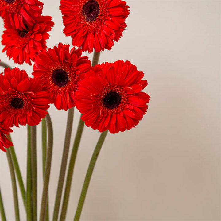 Fresh Flower Holland Amlet Gerbera flowers with 10 vibrant stems arranged together in a bouquet.