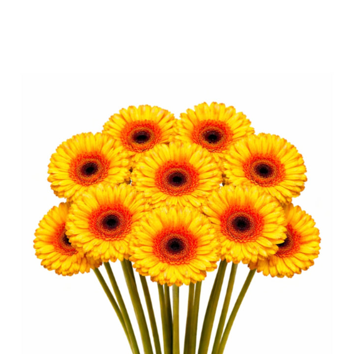 Bouquet of 10 bright Gerbera Barbados flowers from Flowranow with vibrant petals and green stems.