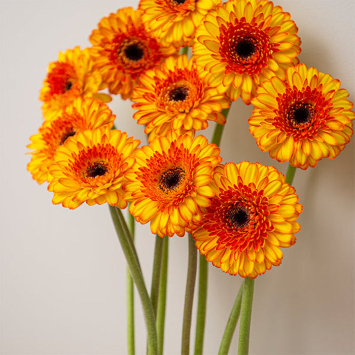 Bouquet of 10 vibrant Barbados Gerbera flowers from Flowranow, showing colorful blooms and green stems.