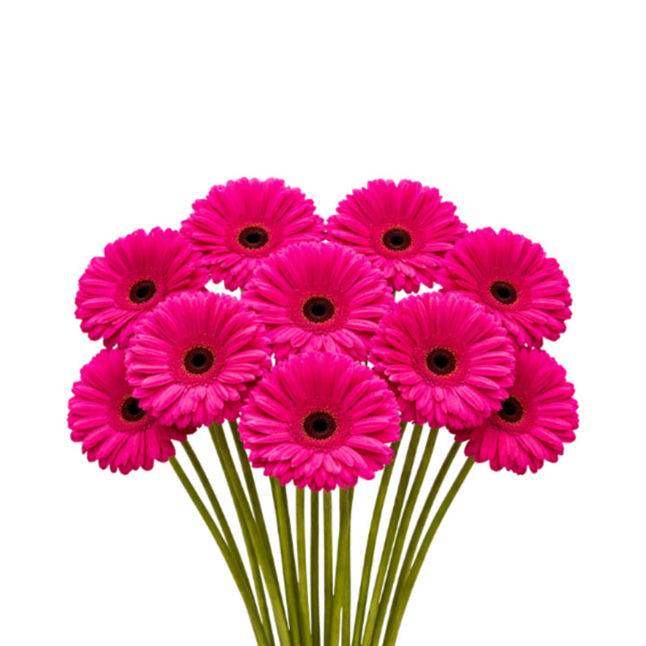 Fresh pink Gerbera daisies from Flowranow, arranged in a bouquet with 10 vibrant flower stems.