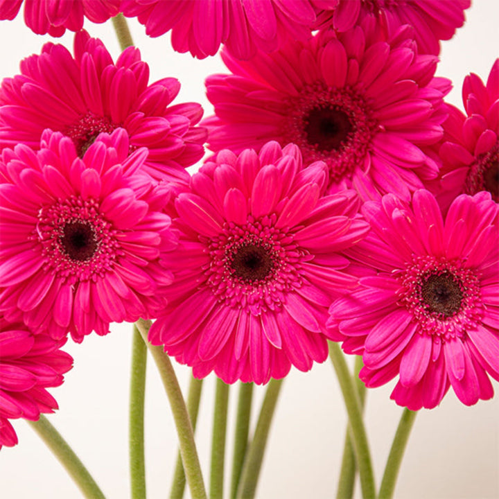 Bright pink Gerbera daisies from Flowranow arranged in a bouquet with green foliage, 10 stems of vibrant flowers.