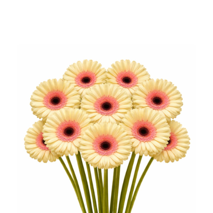 Bright pink Gerbera Cindy flowers from Flowranow, arranged in a bouquet with 10 fresh flower stems.
