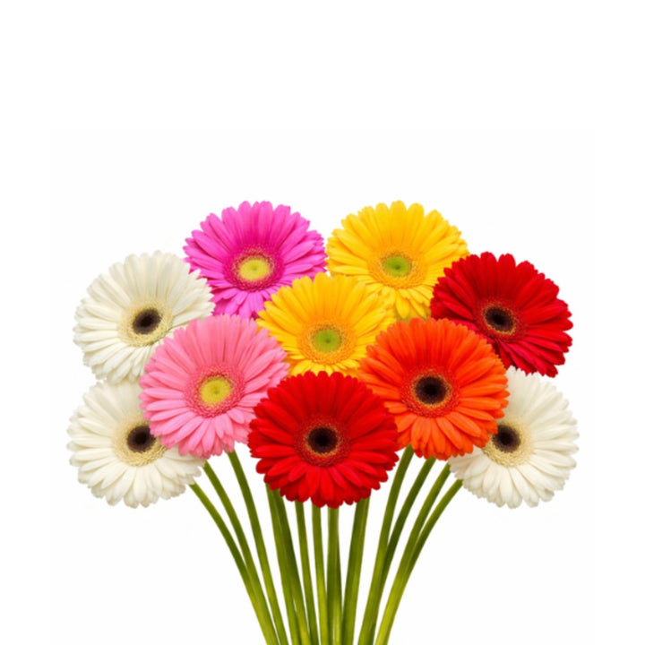 Fresh Flower Holland hybrid Gerbera daisies in a colorful mix, arranged in a bouquet with vibrant blooms.