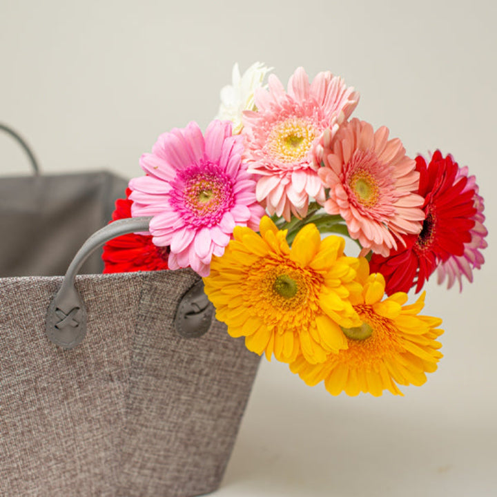Fresh Flower Holland hybrid mix gerbera flowers with vibrant blooms on 10 stems, perfect for bright floral arrangements.