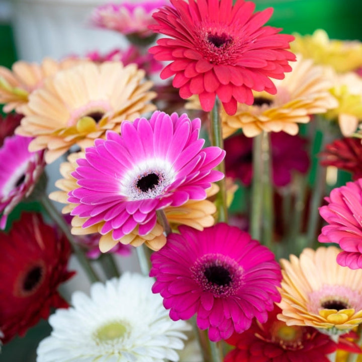 Fresh Flower Holland hybrid gerbera daisies in a colorful mix, arranged in a bouquet with vibrant petals and green stems.