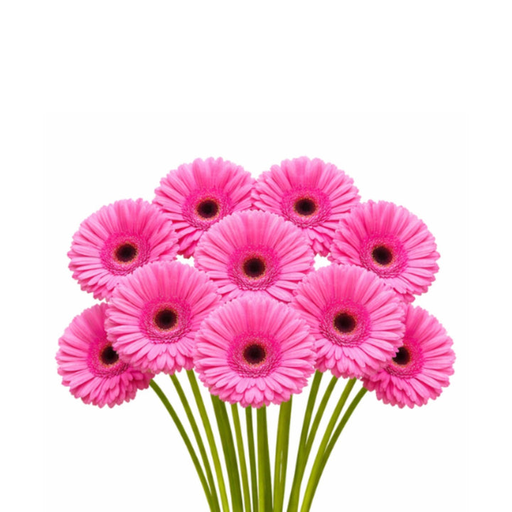Fresh Flower Holland Gerbera Mozart flower stems with vibrant blooms, 10 stems arranged in a natural bouquet.