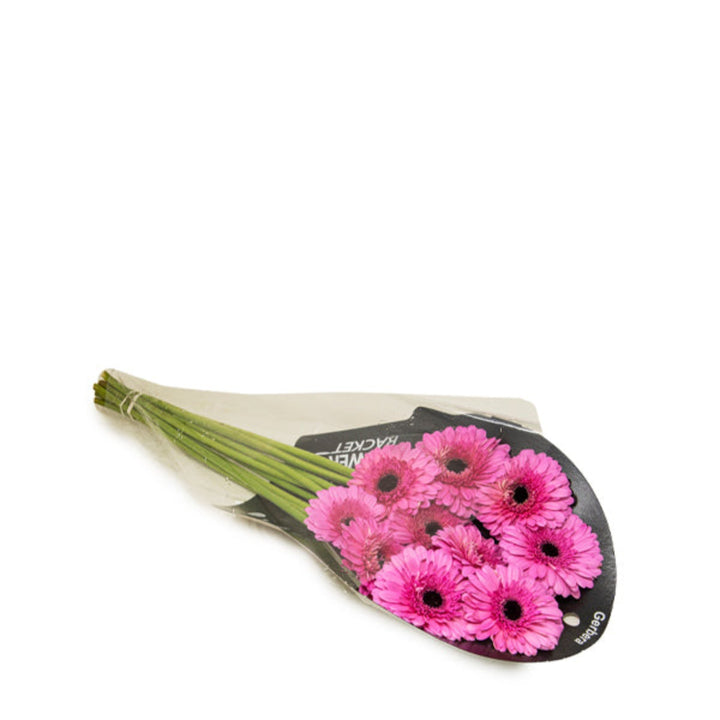 Fresh Flower Holland Gerbera Mozart flowers, 10 stems, vibrant colorful blossoms arranged in a bouquet.