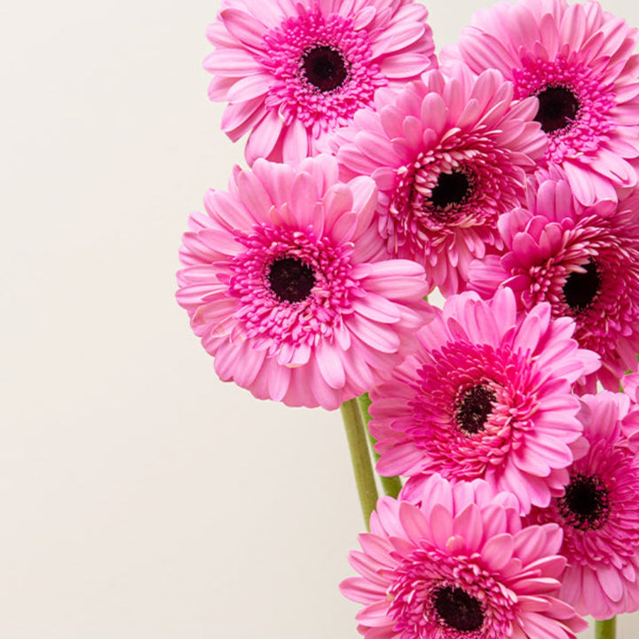 Fresh Flower Holland Gerbera Mozart bouquet with 10 vibrant flower stems arranged naturally in a clear vase.