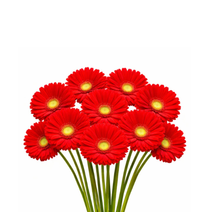Fresh Flower Holland Natasha Red Gerbera daisies, 10-stem bouquet with vibrant red flowers and lush green foliage.