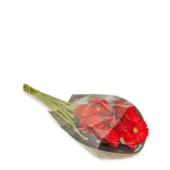Red Gerbera daisies from Fresh Flower Holland, Natasha variety, arranged in a bouquet with 10 vibrant flower stems.